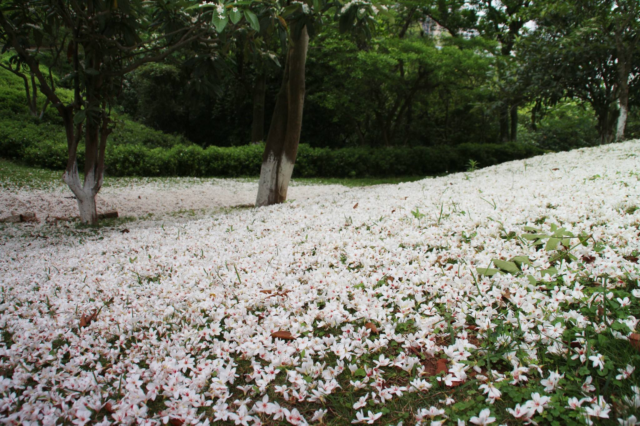 587,七绝·油桐花—百花之九十