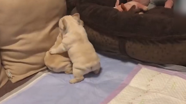 不小心一个「翻船」小狗狗「四脚朝天抖抖抖」网友笑：爬起來一分