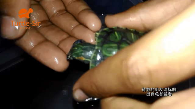 引诱巴西龟开食，看着着急，恨不得自己上去吃「龟谷鳖老」