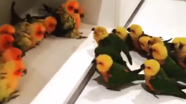 鹦鹉在家中聚众闹事，双方都僵持不下，场面极度搞笑