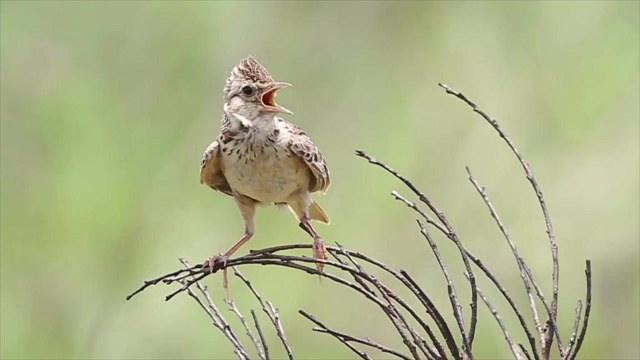 云雀的叫声真是绝了，真正的天籁之音，听完不点赞真是对不起它！