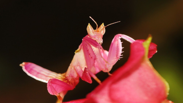 兰花螳螂是螳螂目中最漂亮的一种，会随着花色调整身体的颜色