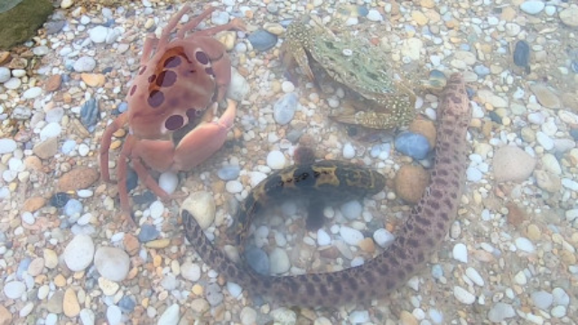 小伙赶海抓到5种大海货，其中一只大螃蟹有剧毒，赶海要注意