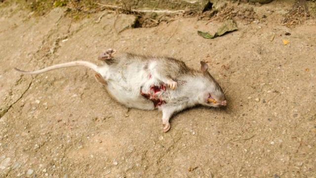 教你用白糖水自制老鼠药，比买来的效果强十倍，家中再无老鼠