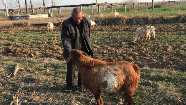 农村大伯养了一年的公羊，为啥给2000都不卖？听大伯咋说