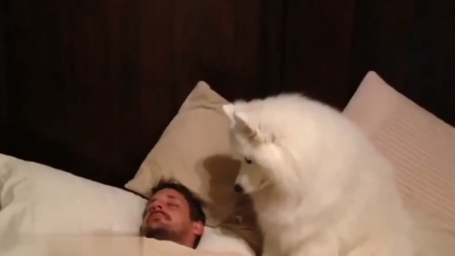 为什么中华田园犬在中国成了禁养犬，国外的土狗却变成贵族犬？