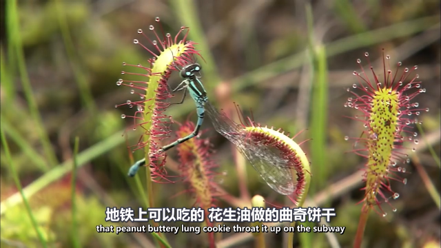 肉食植物的真相 原来这些植物竟然吃荤