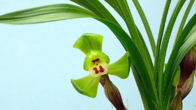 惠兰之乡到处可见花苞，兰花高雅飘逸不愧为花中君子