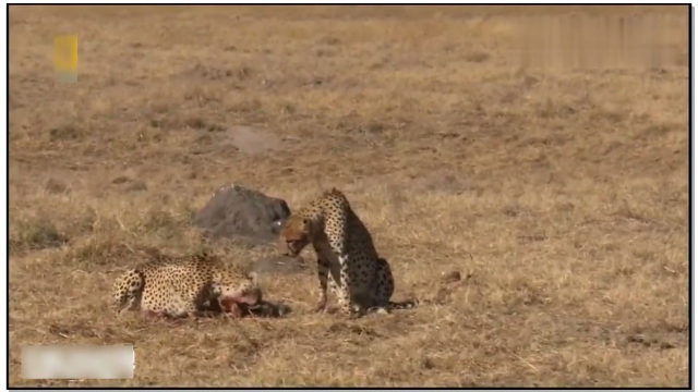 两只猎豹猎杀公疣猪，母疣猪知道后彻底愤怒了