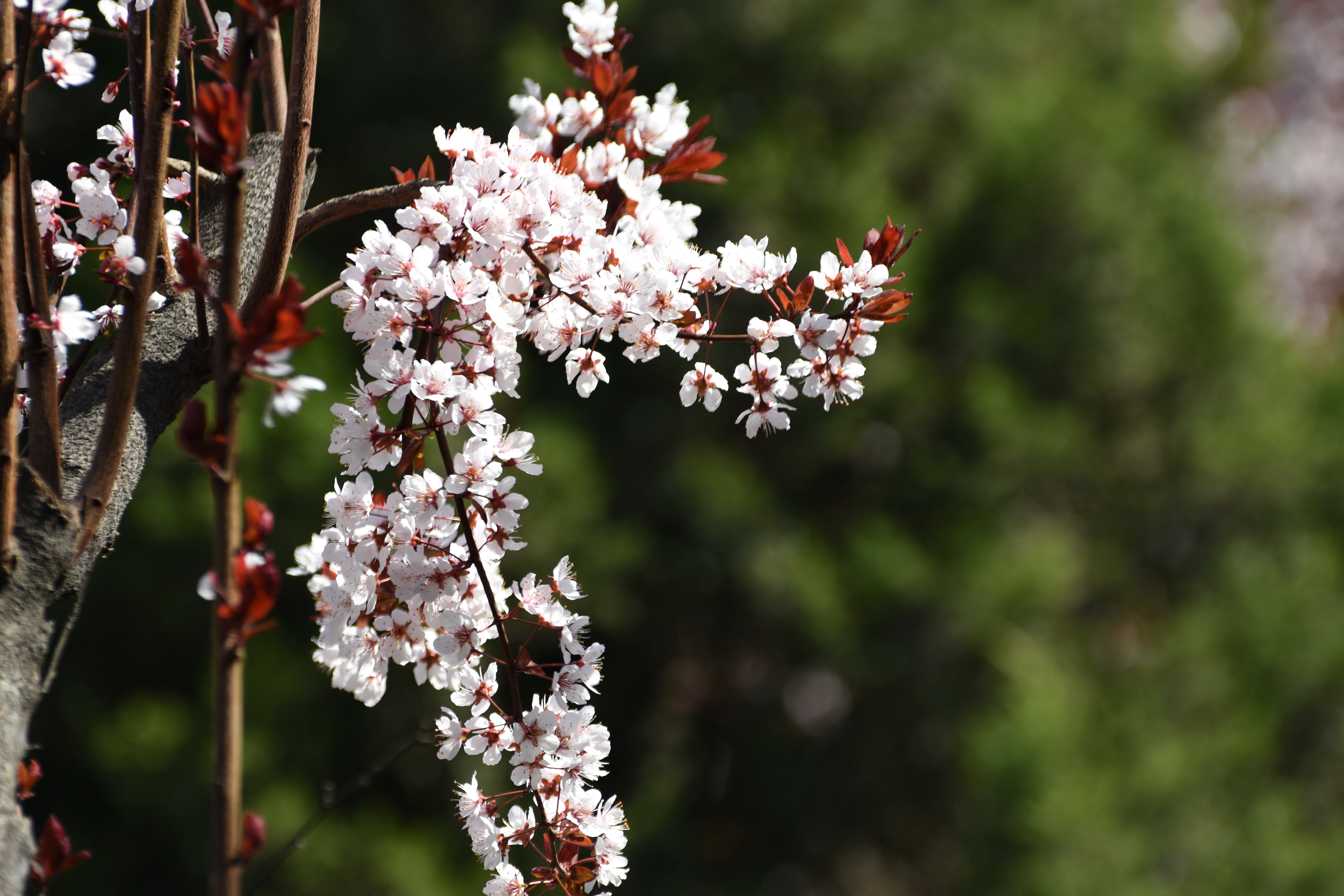 河南安阳:暮春时节花惊艳