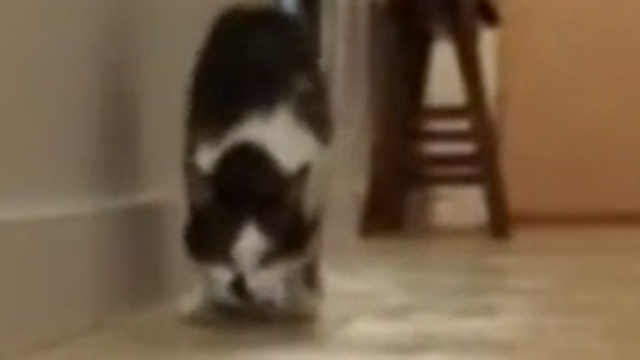 主人离开家之后，猫咪独自在家，当猫咪想念主人，他会怎么做呢.