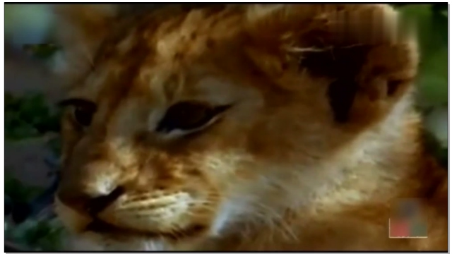 六头雄狮组成联盟，纵横非洲草原，许多狮子死在它们手下