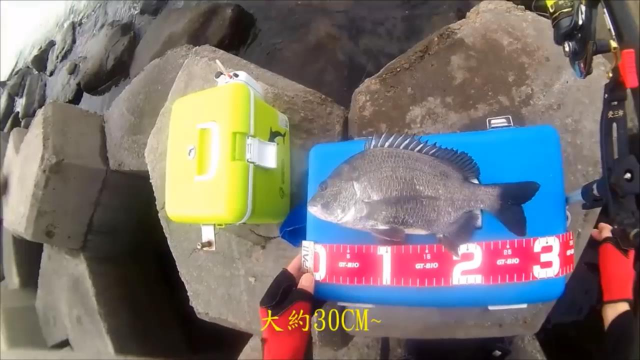 矶钓黑鲷小鲷来捧场没有钓大鱼的命啊