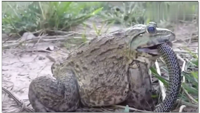 实拍巨型蟾蜍捕杀1米长的蛇，蟾蜍竟能吃蛇？