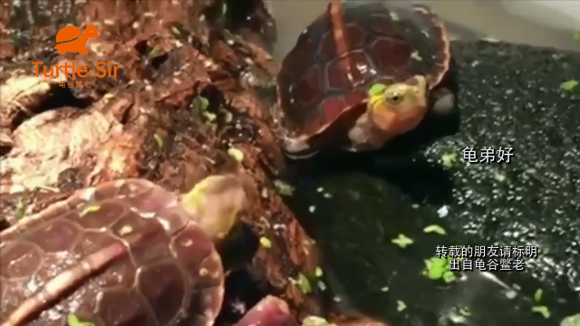黄缘闭壳龟食物面前无兄弟,抢了就跑「龟谷鳖老」