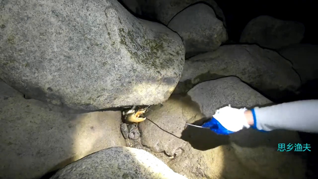 半夜开车40公里去赶海，抓的全是大螃蟹，个个堪称“蟹王”