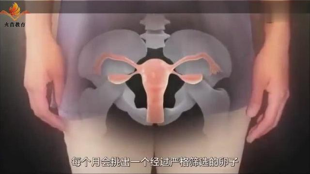 日本性教育科普动画，再也不怕孩子问我从哪里来了_凤凰网视频_凤凰网