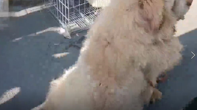 全国最大的狗类交易市场，鞍山八家子宠物市场