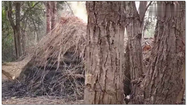 小伙不找工作,每天在深山拍野外生存视频,这能