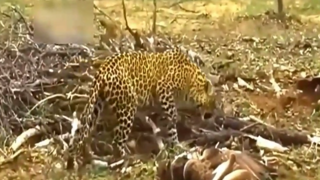 蛇獴偶遇剧毒黑曼巴蛇,不管三七二十一直接上