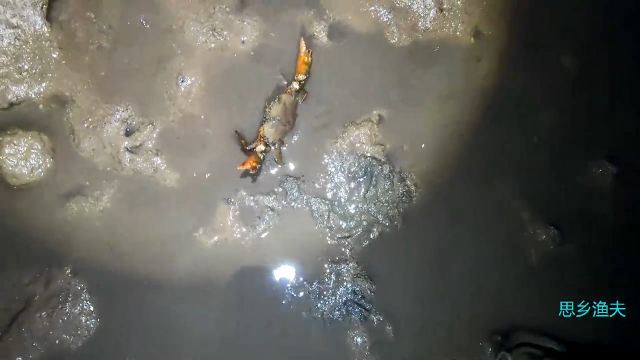 凌晨4点去赶海，大螃蟹都是不躲的，抓的真是过瘾