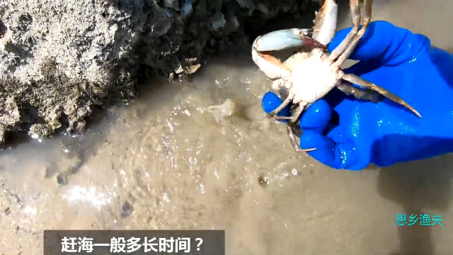 赶海抓一桶螃蟹要多久？最大的螃蟹有多大？