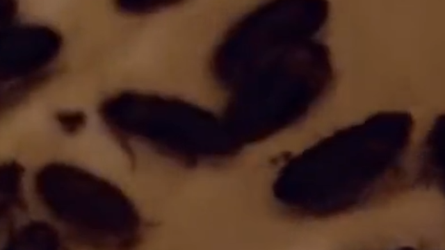 女孩喜欢蟑螂密集身体的感觉，被窝里养了数千只，掀开头皮都麻了