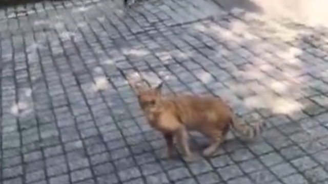 好心人来喂食流浪猫，猫咪们从车底一个个钻出来，享受这幸福时刻