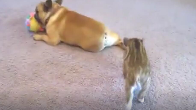 家里一只宠物猪加上斗牛犬狗狗，没想它两这么和睦