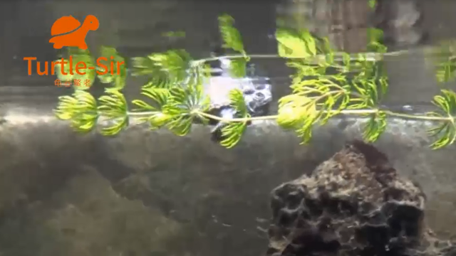 欧洲泽龟过滤器选择讲解，深水龟通用「龟谷鳖老」
