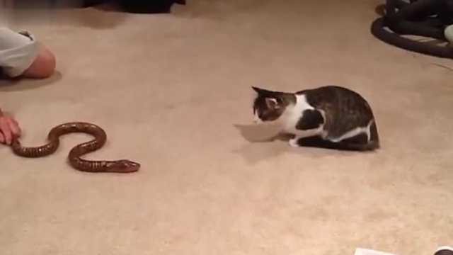 主人用假蛇吓唬猫咪，猫咪慢慢靠近，镜头记录全过程