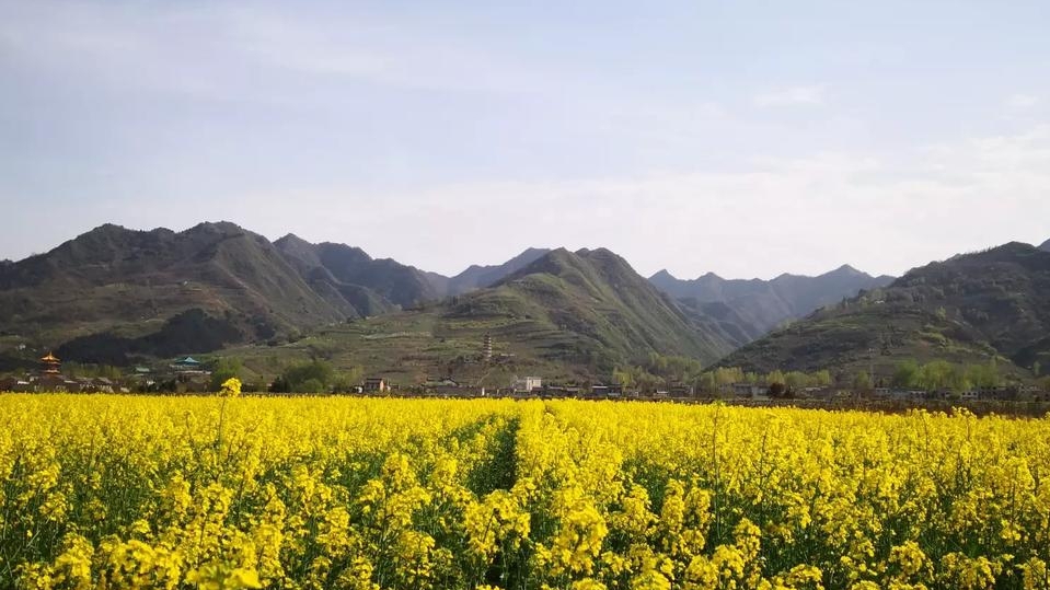 春天:家乡的秦岭,家乡的油菜花,不妨欣赏此景