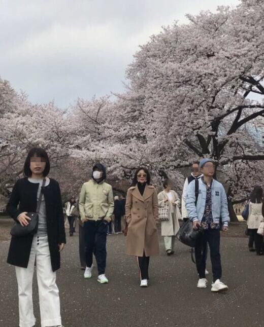网友日本赏樱花拍照，刘嘉玲梁朝伟入镜却浑然不知！