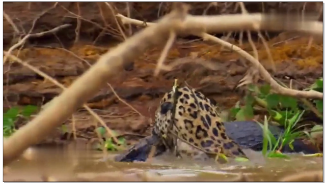 实拍水陆两强对决：巴西美洲豹生擒鳄鱼