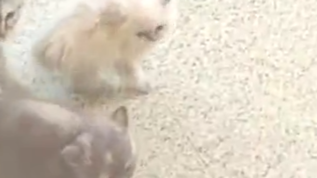 嚣张的博美犬欺负小猫，得意忘形时被大猫揍懵了