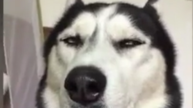 哈士奇为什么叫二哈也是有原因的！狗狗真可爱