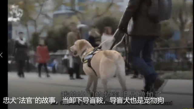 忠犬“法官”的故事，当卸下导盲鞍，导盲犬也是宠物狗