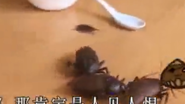 世界上最大的蟑螂，不仅智商高，还能当作宠物养