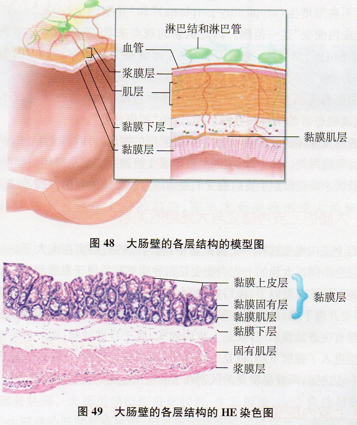 【内脏与疼痛】结肠的组织结构_黏膜_细胞_淋巴