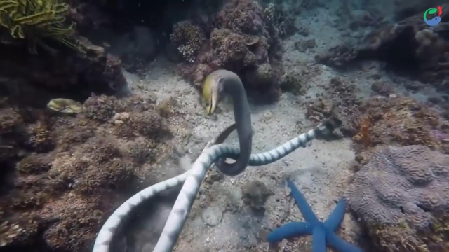 水下拍摄海蛇大战海鳗，缠斗开始，两者都是舞场高手