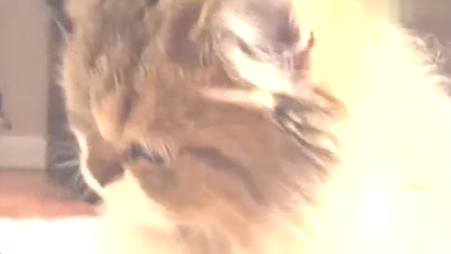 猫怀孕三个月不生,主人担心带去检查,医生说一句话羞得他脸通红