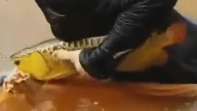金龙鱼产子过程原来竟然是从嘴里产小鱼开眼界了