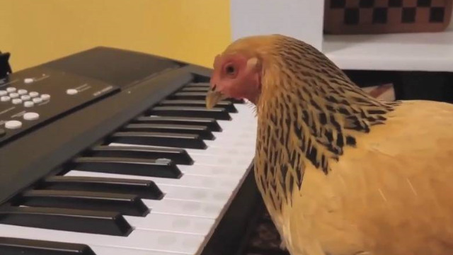 主人把母鸡当宠物养，母鸡弹钢琴给主人听，这鸡怕是成精了.
