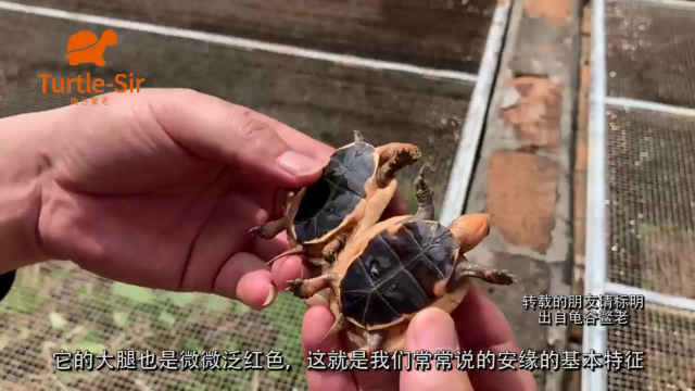 黄缘闭壳龟之安缘的基本特征讲解「龟谷鳖老」