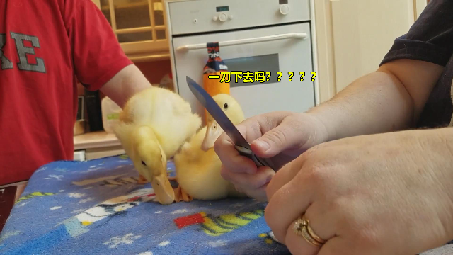 小鸭子爱吃草莓，一大颗草莓吃不下去只能用刀切开
