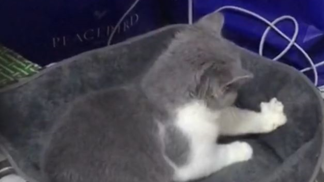 小猫咪独自在家：有这样可爱的小猫猫，真是太幸福了