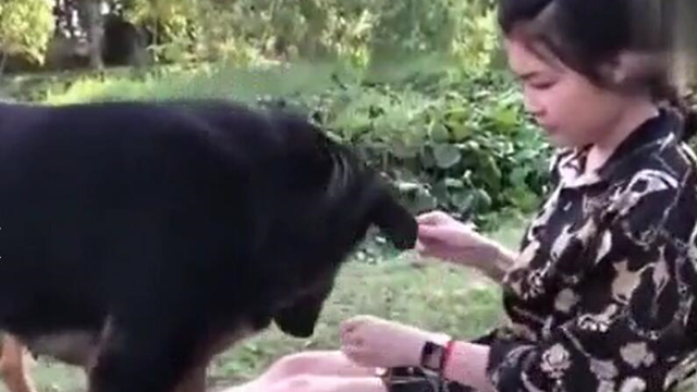 农村美少女和宠物狗狗们在田地里玩得很开心，画面温馨.