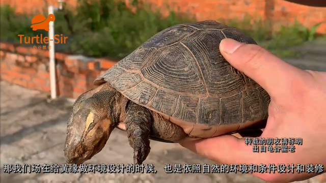 黄缘闭壳龟种龟死了，乌龟冬眠风险还是很大风险「龟谷鳖老」