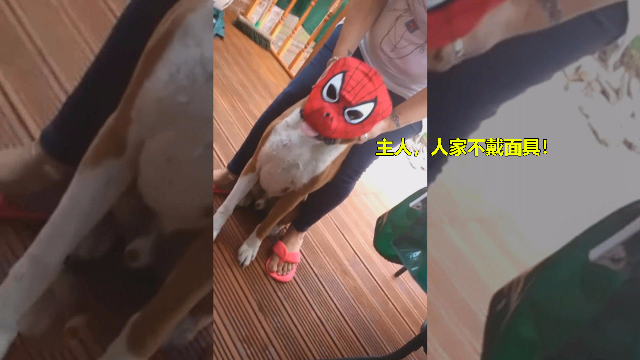 把蜘蛛侠的面具戴上后，你就是蜘蛛狗了，帅气十足