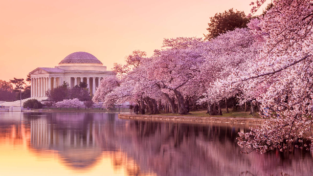 每年上百万游客参观华盛顿樱花节，日本的樱花是怎样传到美国的？